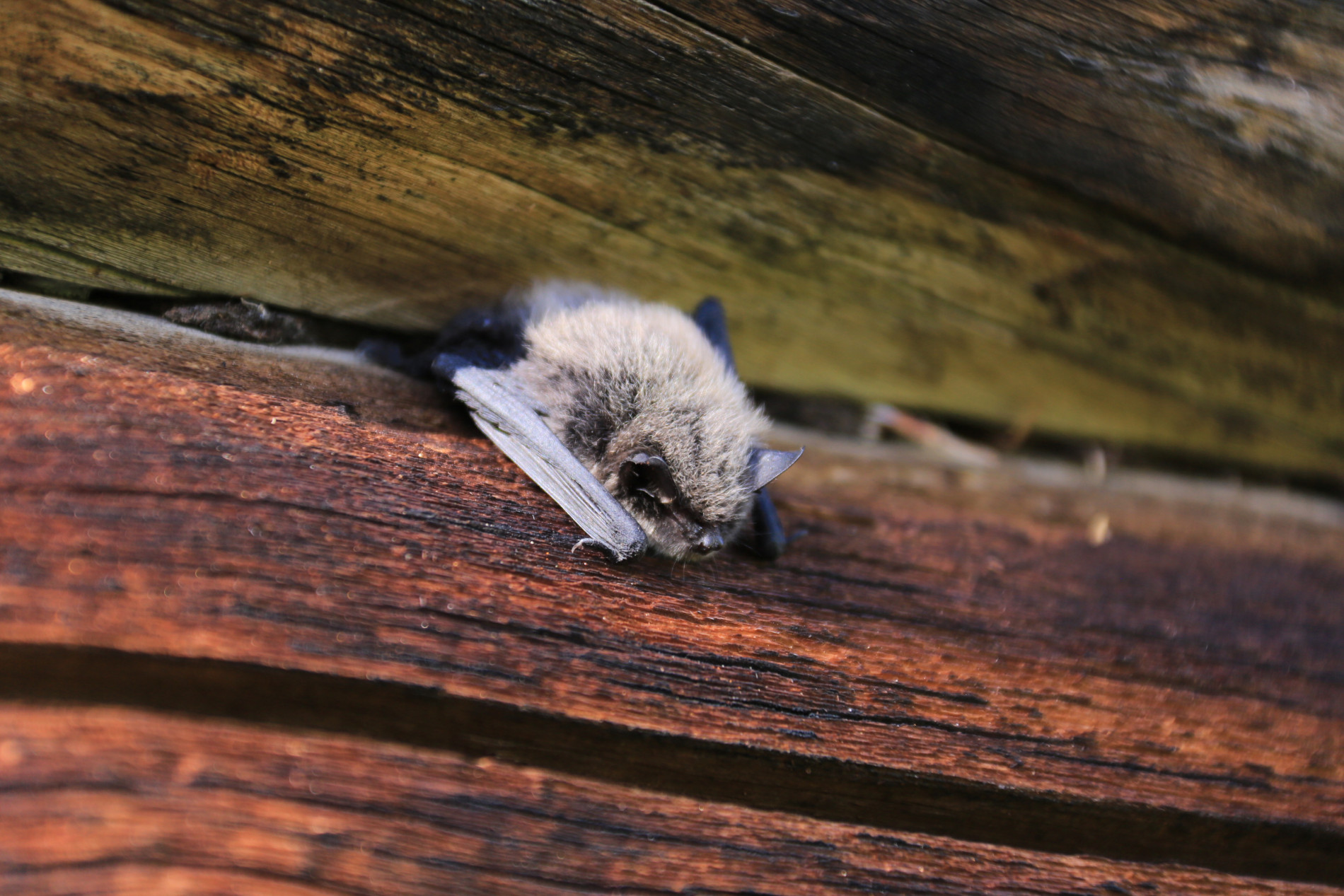 Необычная дневная встреча с летучей мышью. Фото Д. Д. Жетикова