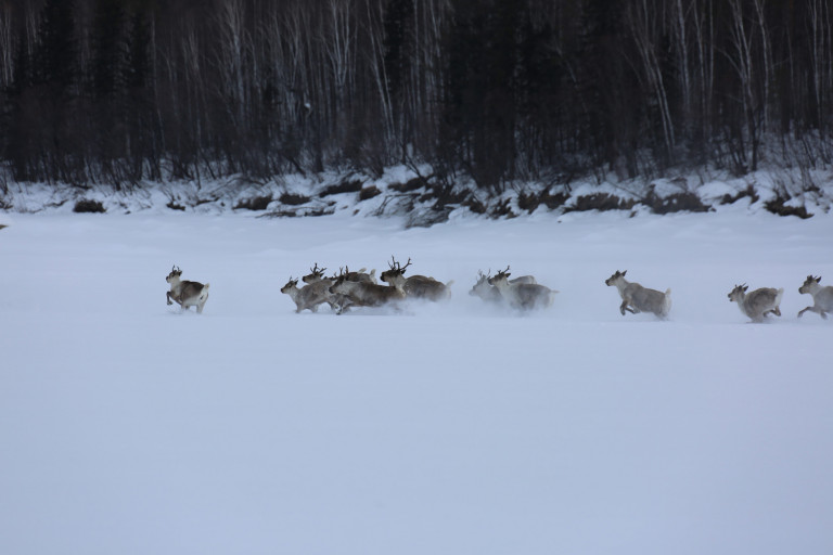 Стадо диких северных оленей около кордона Амалык. Фото: Александра Жетикова