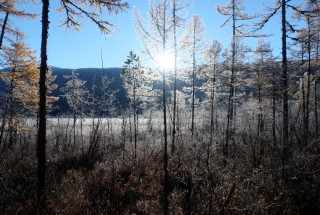 Утренний заморозок на Журавлином болоте. Фото А.Денисова