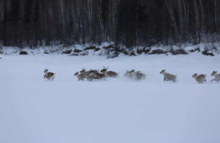Стадо диких северных оленей около кордона Амалык. Фото: Александра Жетикова